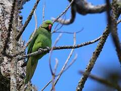 Echo Parakeet