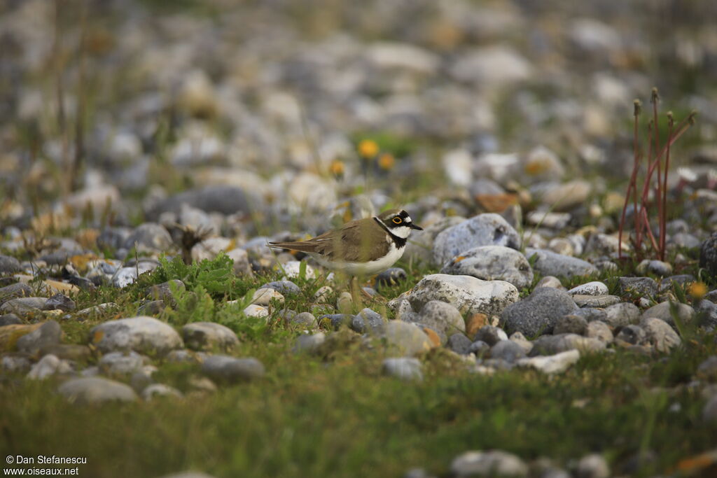 Little Ringed Plover male adult breeding