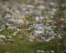 Little Ringed Plover