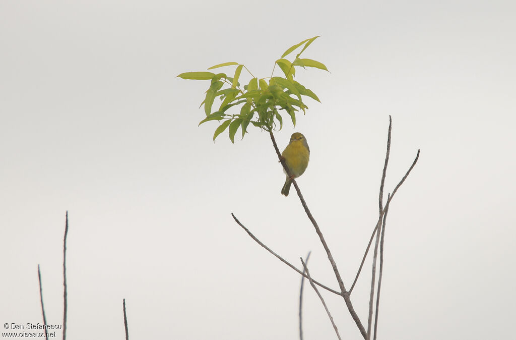 Petite Éroesseadulte