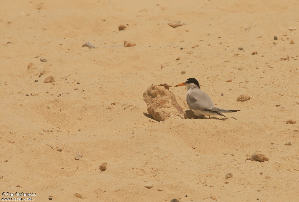 Least Ternadult, Reproduction-nesting