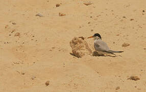 Least Tern