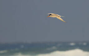 Least Tern