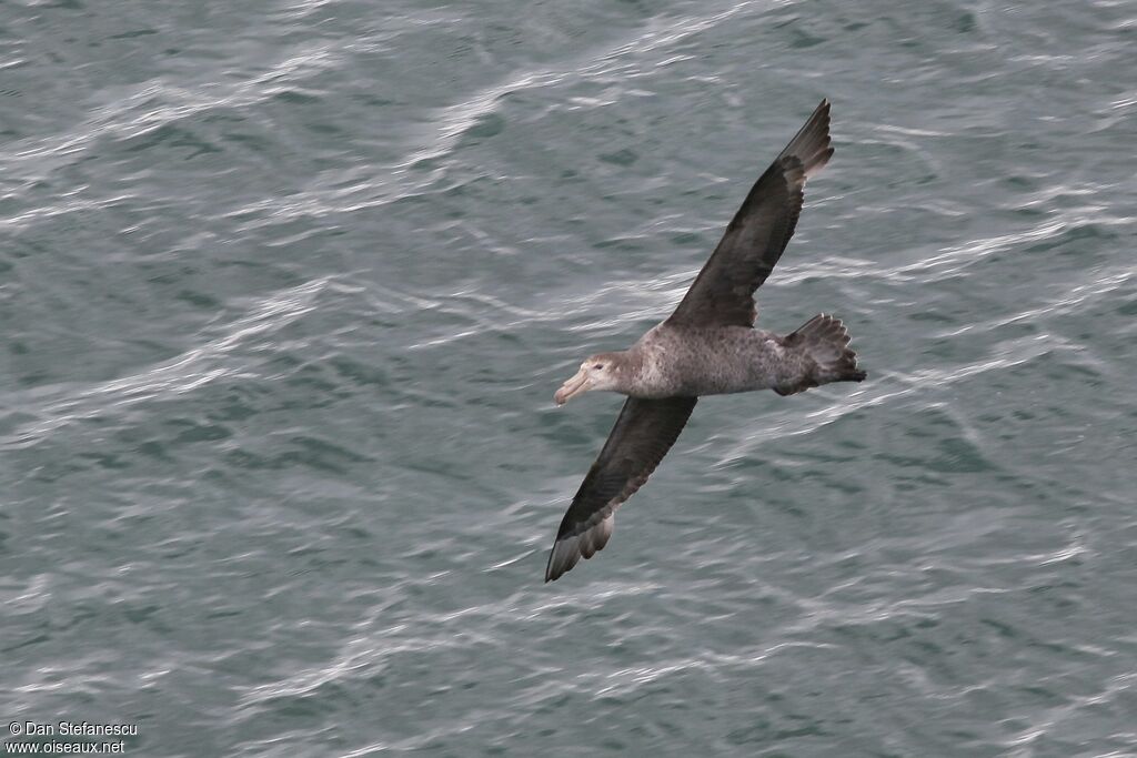 Northern Giant Petreladult, Flight