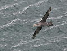 Northern Giant Petrel