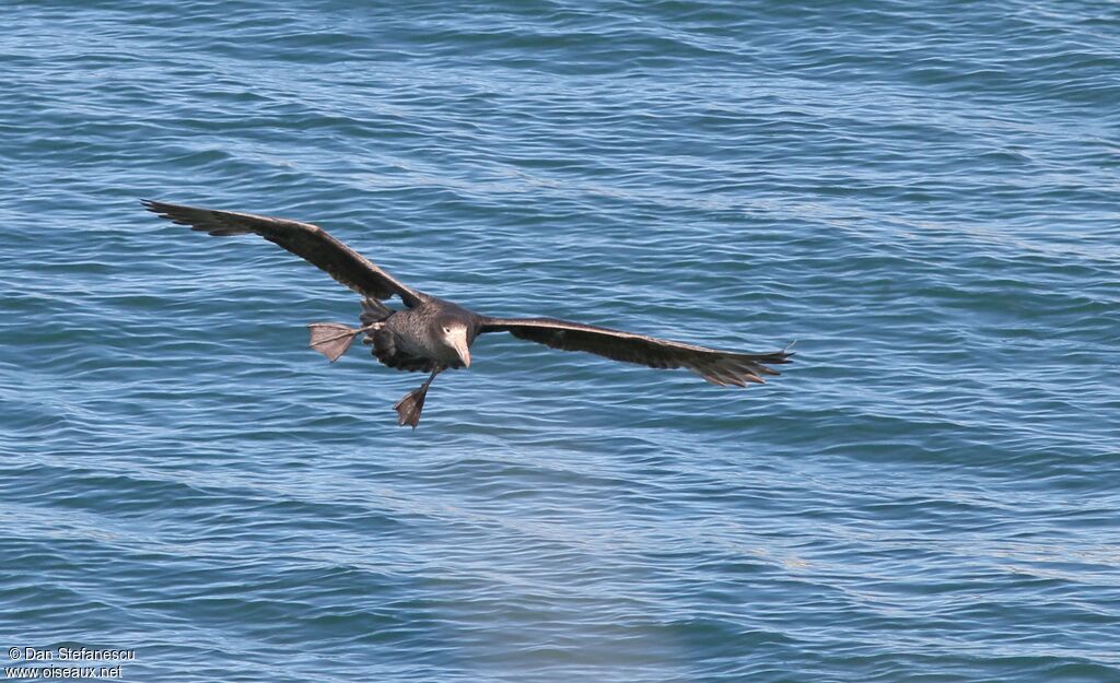 Southern Giant Petrel, Flight