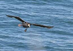 Southern Giant Petrel