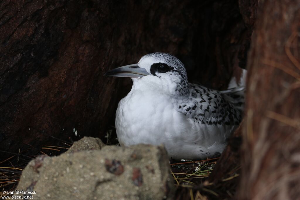 White-tailed Tropicbirdjuvenile