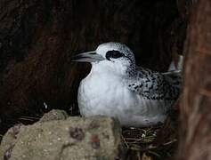 White-tailed Tropicbird