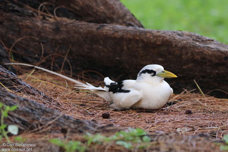 White-tailed Tropicbirdadult breeding, Reproduction-nesting