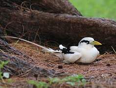 White-tailed Tropicbird