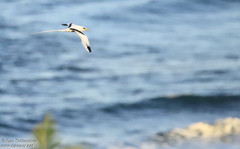 White-tailed Tropicbirdadult, Flight