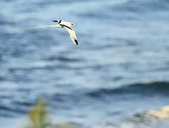 White-tailed Tropicbird