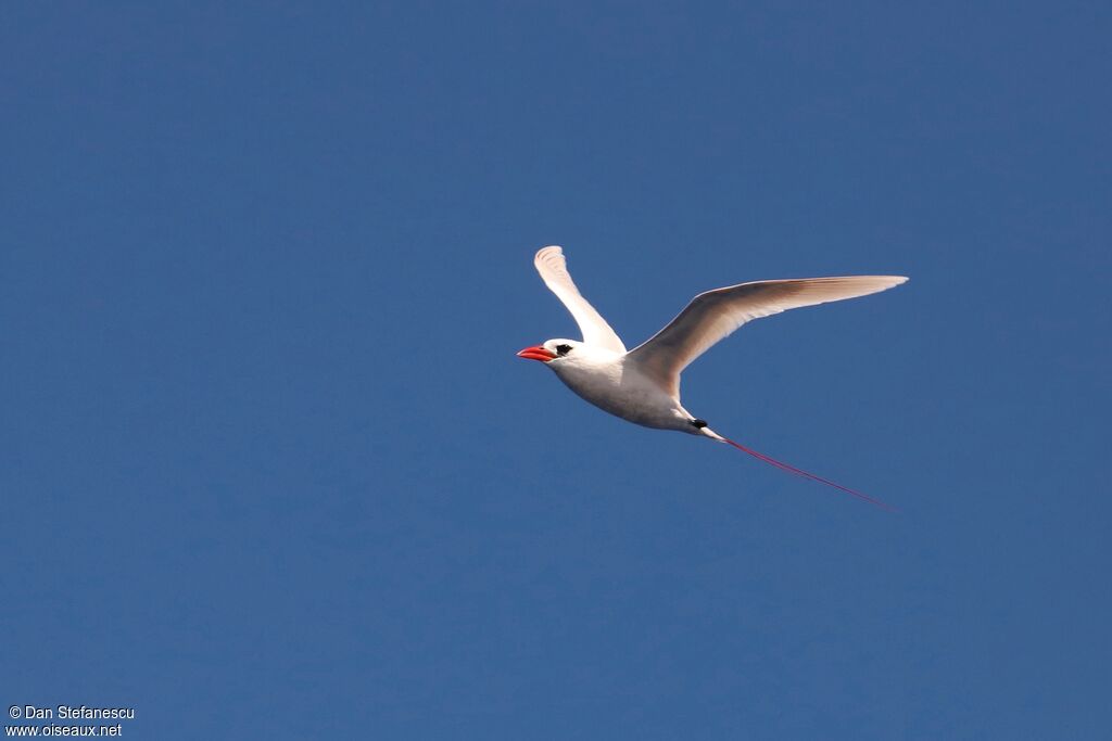 Red-tailed Tropicbird