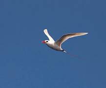 Red-tailed Tropicbird