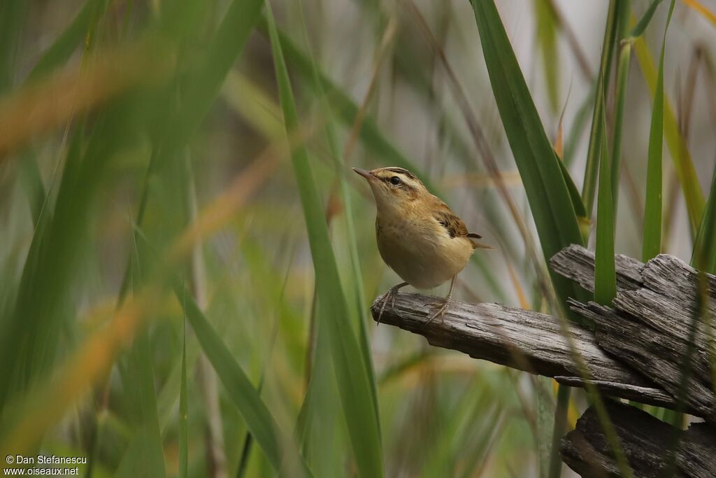 Sedge Warbleradult