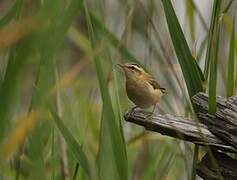 Sedge Warbler