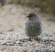 Ash-breasted Sierra Finch