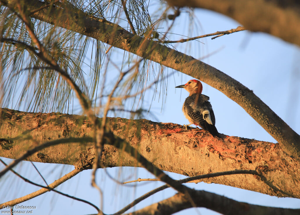 Golden-fronted Woodpecker male adult