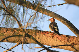 Golden-fronted Woodpecker