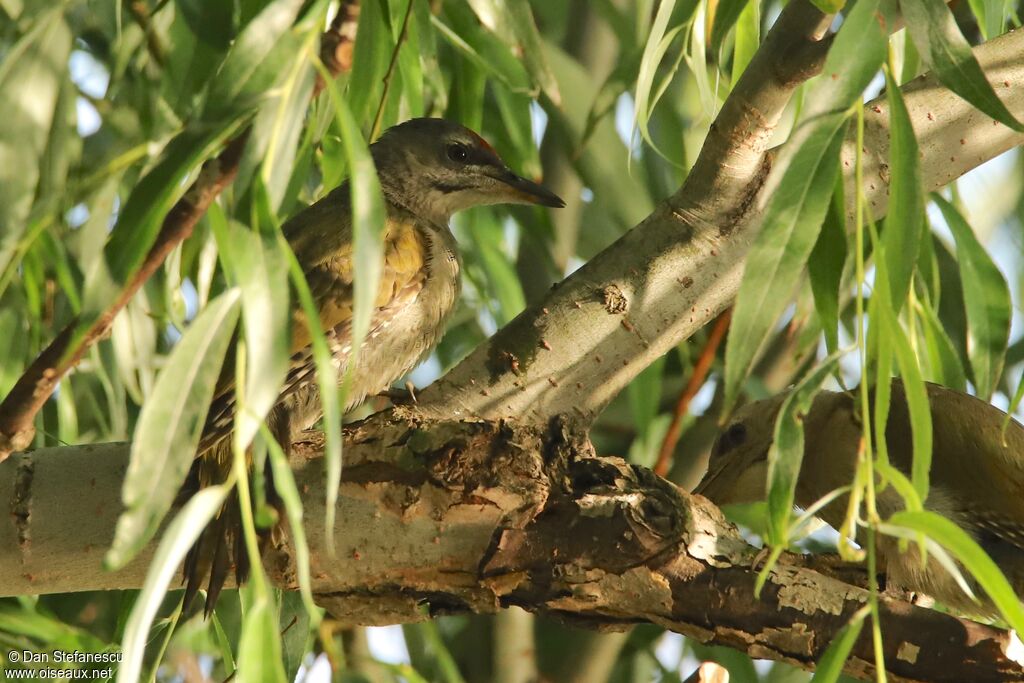 Grey-headed Woodpecker male