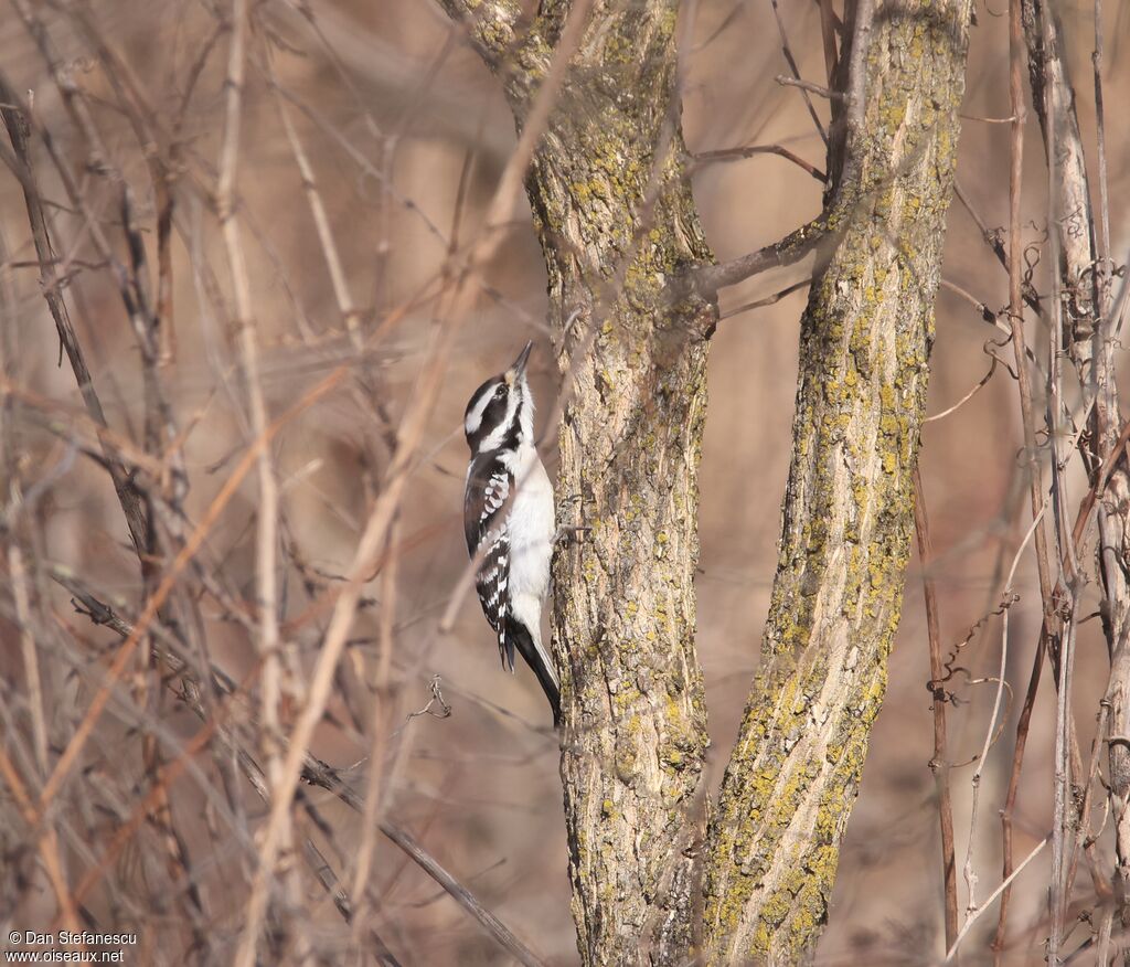 Hairy Woodpecker female adult