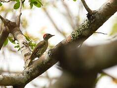 Nubian Woodpecker