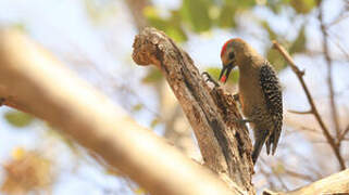 Yucatan Woodpecker