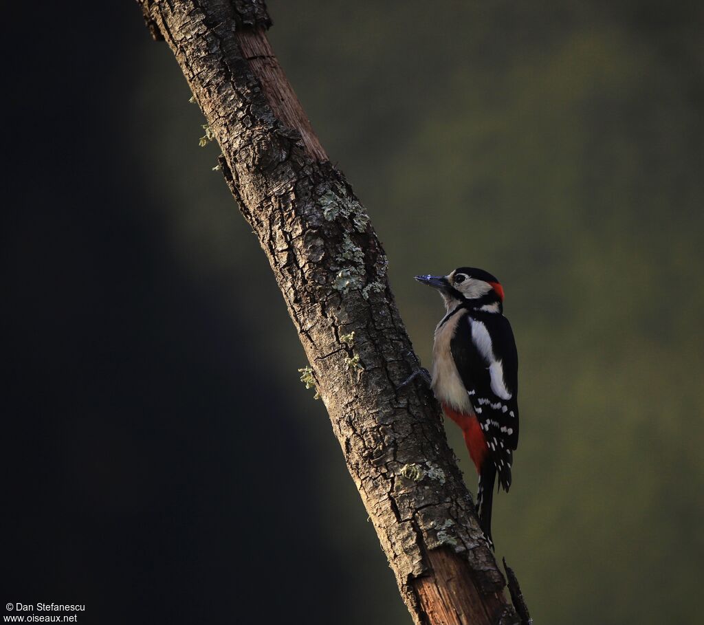 Great Spotted Woodpecker male adult