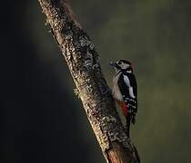 Great Spotted Woodpecker