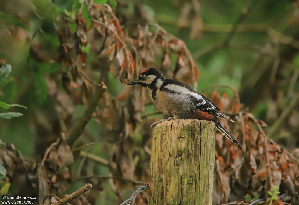 Great Spotted Woodpeckerjuvenile, Reproduction-nesting