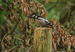 Great Spotted Woodpecker