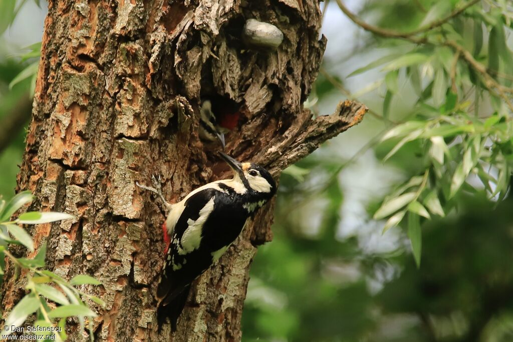 Great Spotted Woodpecker female adult, Reproduction-nesting