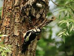 Great Spotted Woodpecker
