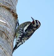 Yellow-bellied Sapsucker