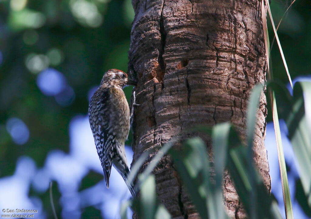 Yellow-bellied Sapsucker female adult, eats