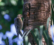 Yellow-bellied Sapsucker