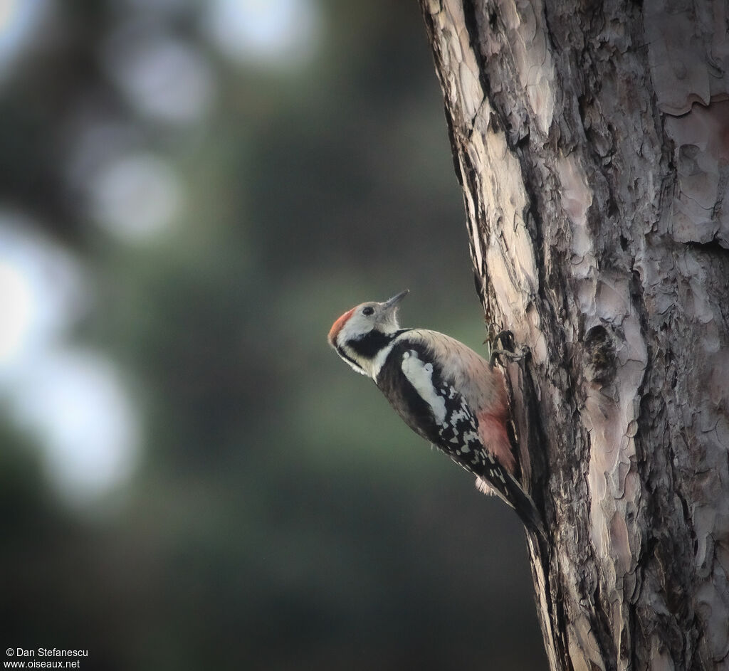 Middle Spotted Woodpeckeradult, eats