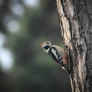 Middle Spotted Woodpecker