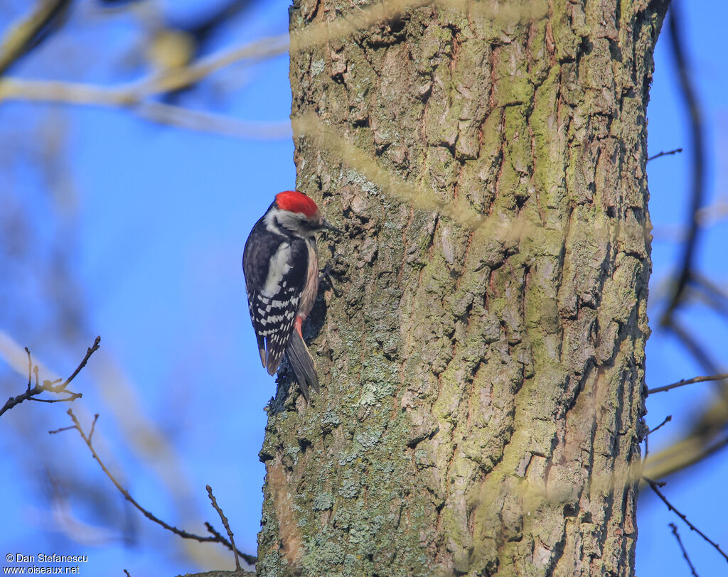 Pic mar mâle adulte