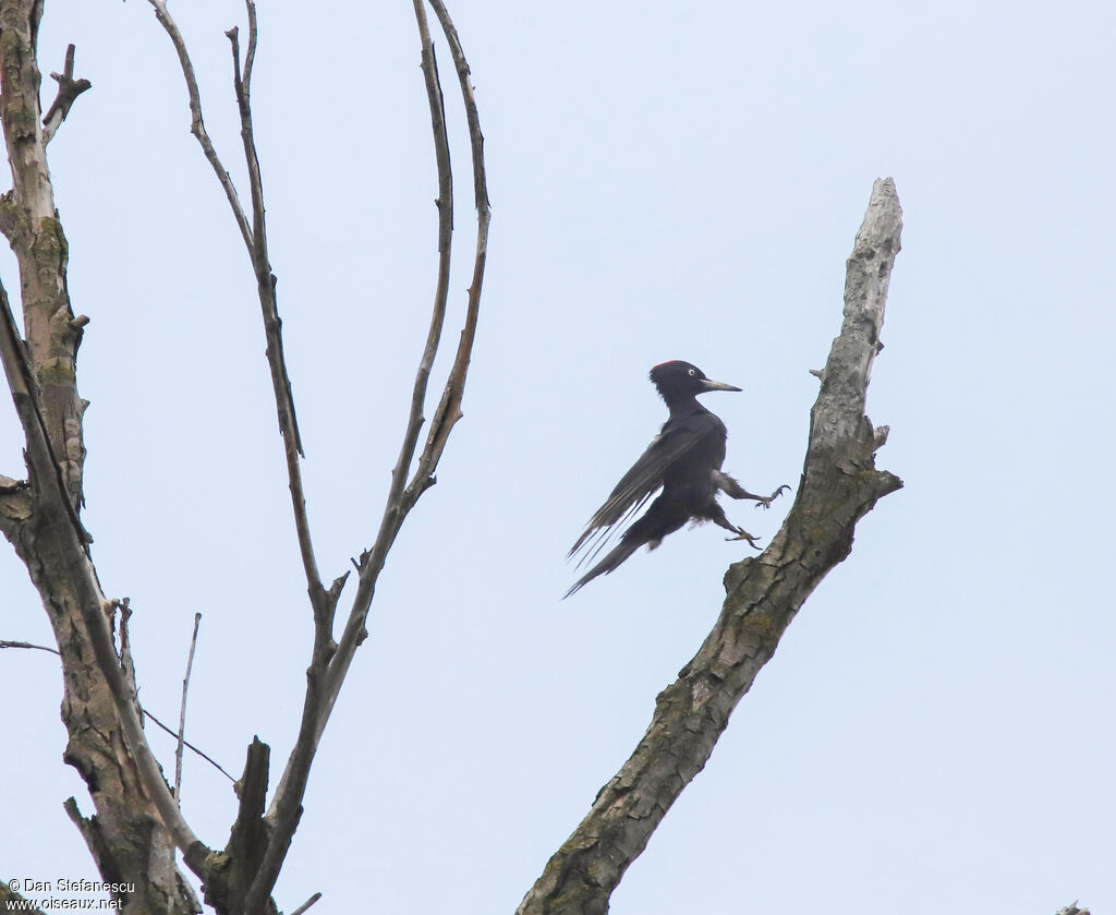 Black Woodpecker female adult