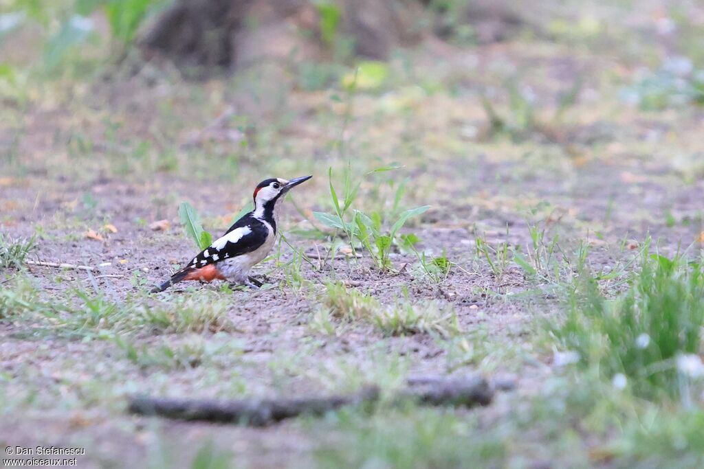 Syrian Woodpecker male
