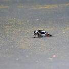 Pic syriaque
