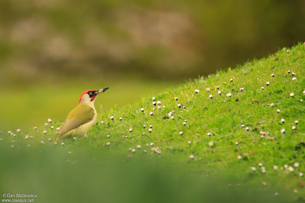 European Green Woodpecker male adult, eats