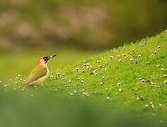 European Green Woodpecker