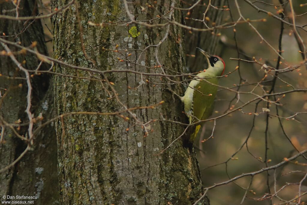 European Green Woodpecker female adult