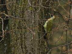 European Green Woodpecker