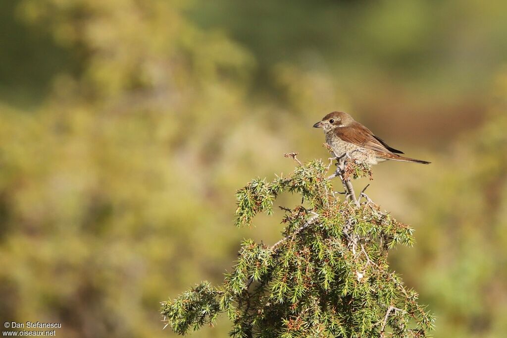 Red-backed Shrike female adult