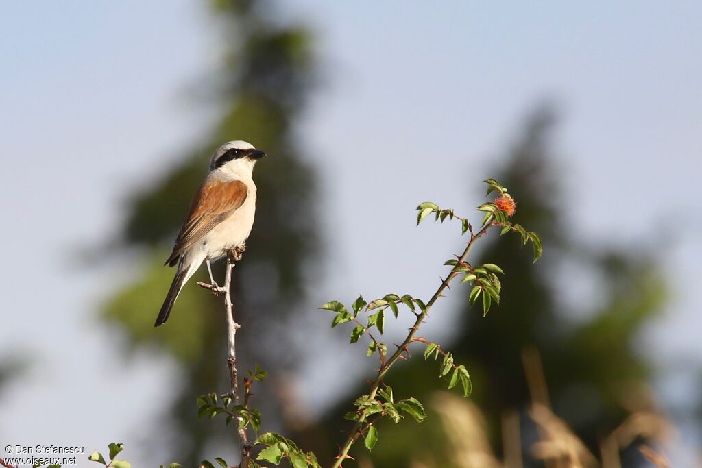 Red-backed Shrike male adult