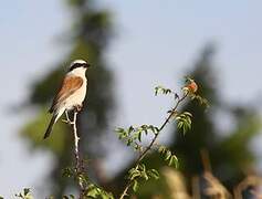 Red-backed Shrike